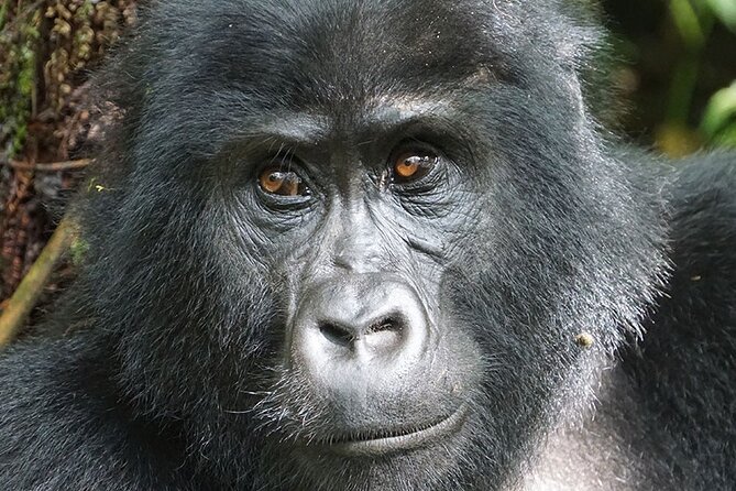 7-Day Uganda Gorillas and Chimpanzee Tracking Safari - Day 1: Arrival in Kampala