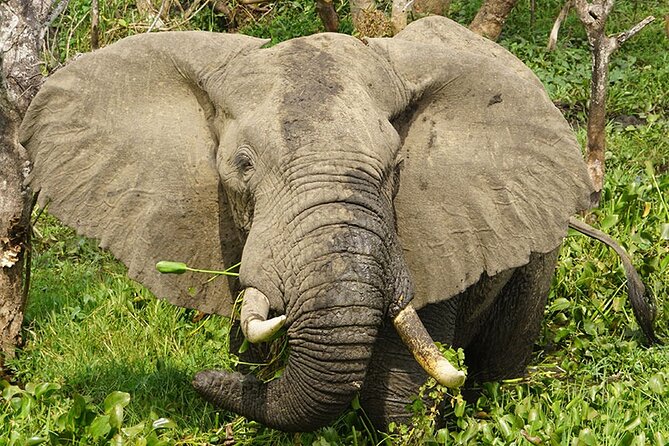 7-Day Uganda Gorillas and Chimpanzee Tracking Safari - Day 6: Return to Kampala
