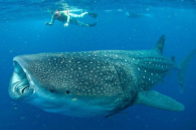 7 Day- Whale Shark Ecofriendly Tour in Cancun - Safety Measures