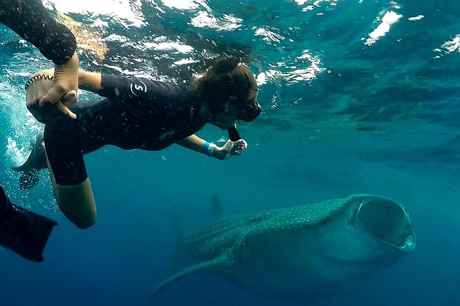 7 Day- Whale Shark Ecofriendly Tour in Cancun - Reviews