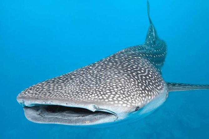 7 Day- Whale Shark Ecofriendly Tour in Cancun - Pricing and Availability