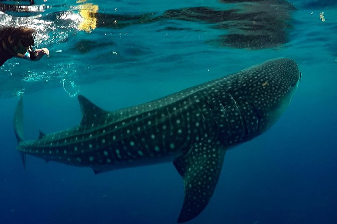 7 Day- Whale Shark Ecofriendly Tour in Cancun - Common Questions