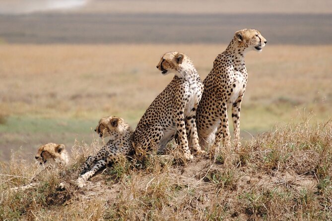 7 Day: Wildlife Adventure Plus Materuni Waterfalls - Price and Lowest Price Guarantee