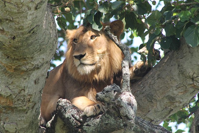 7-Day Wildlife Adventure Safari - Itinerary Highlights
