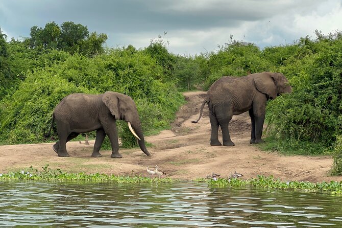 7 Day Wildlife Tour, Mount Bisoke Hiking & Gorilla Trekking Trip - Good To Know