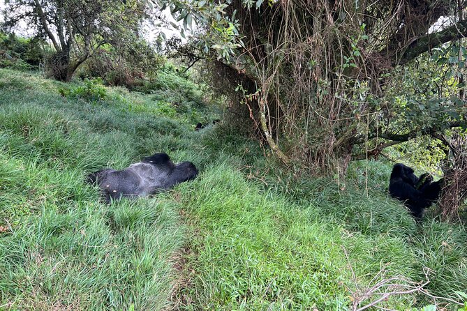 7 Day Wildlife Tour, Mount Bisoke Hiking & Gorilla Trekking Trip - Itinerary Highlights