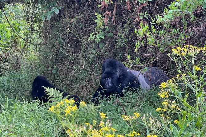7 Day Wildlife Tour, Mount Bisoke Hiking & Gorilla Trekking Trip - Fitness and Group Size