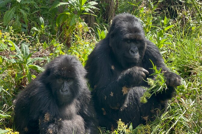 7 Day Wildlife Tour, Mount Bisoke Hiking & Gorilla Trekking Trip - Additional Information