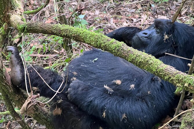 7 Day Wildlife Tour, Mount Bisoke Hiking & Gorilla Trekking Trip - Pricing Details