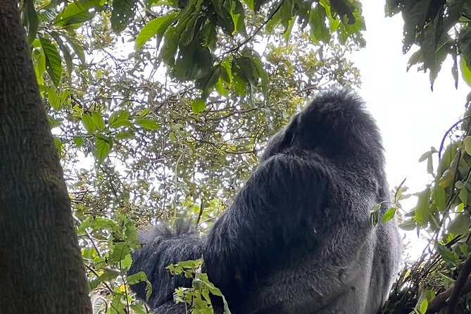 7 Day Wildlife Tour, Mount Bisoke Hiking & Gorilla Trekking Trip - Booking Information