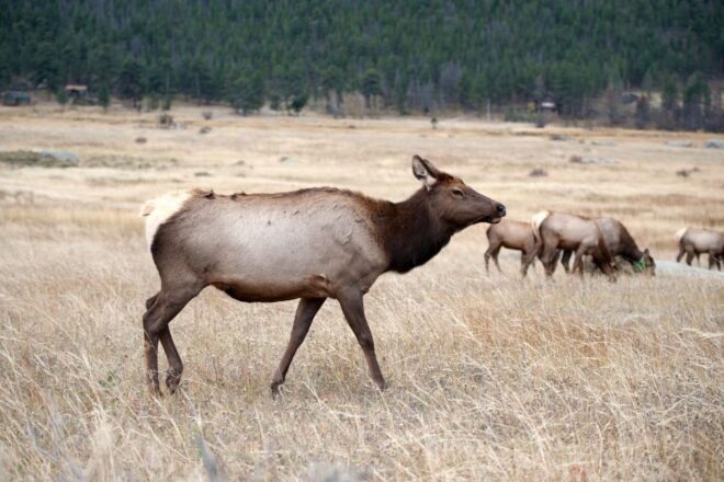 7-Day Yellowstone National Park Rocky Mountain Explorer - Days 3-5 - Grand Tetons and Yellowstone