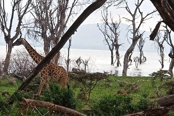 7 Days 6 Nights Aberdares / Lake Nakuru / Masai Mara / Lake Naivasha / Amboseli - Inclusions