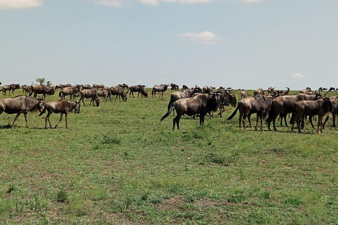 7 Days 6 Nights Aberdares / Lake Nakuru / Masai Mara / Lake Naivasha / Amboseli - Pickup Information