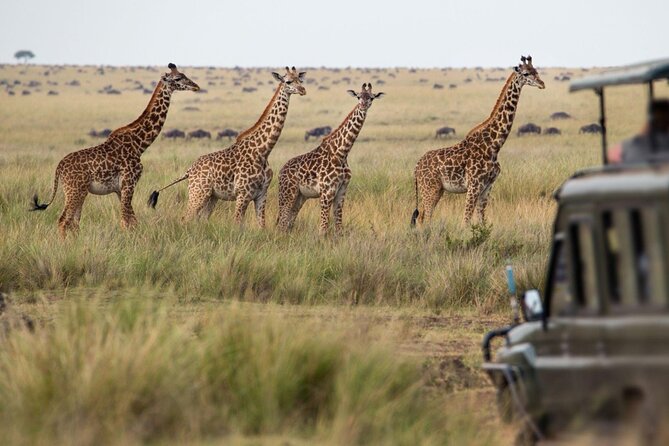 7 Days 6 Nights Northern Wildlife Safari - Travel Logistics