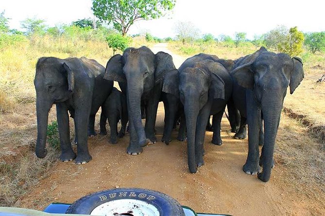 7 Days 6 Nights Package Tour With Holiday Walkers Sri Lanka - Reviews