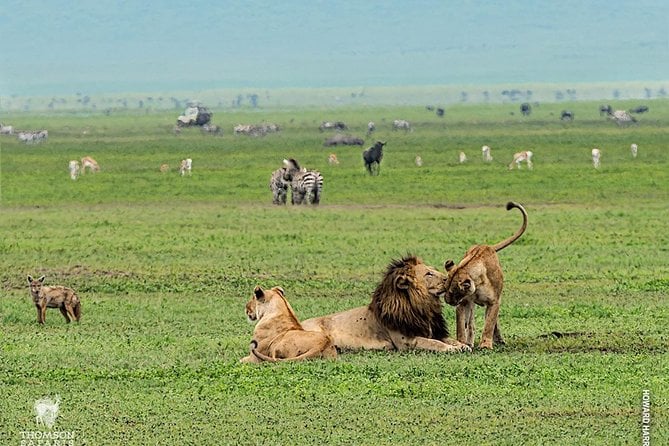 7 Days / 6 Nights Safari To Tarangire / Lake Manyara / Ngorongoro / Serengeti - Day 2: Lake Manyara National Park