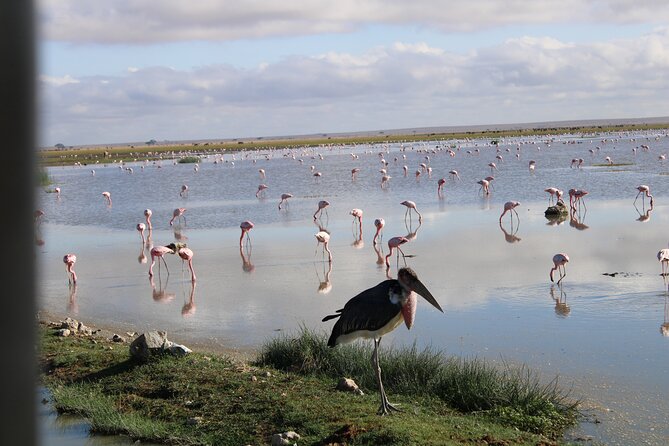 7 Days, 6 Nights Wildlife Photography and Birding Safari - Meal Options and Dietary Needs