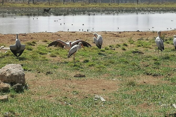 7 Days, 6 Nights Wildlife Photography and Birding Safari - Safari Pickup and Transportation