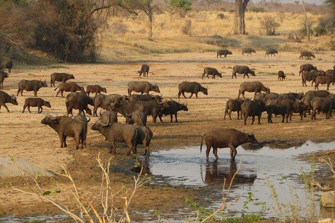 7 Days, 6nights Safari To Ruaha National Park & Mikumi National Park - Tanzania - Accommodation Details