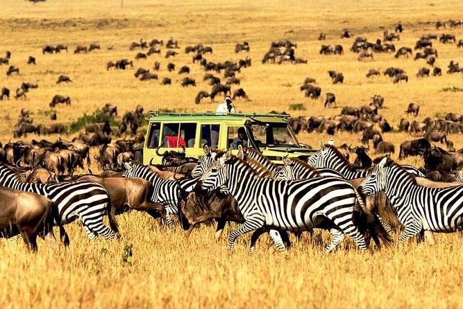 7 Days, 6nights Safari To Ruaha National Park & Mikumi National Park - Tanzania - Booking and Payment Terms