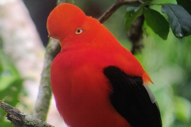 7 Days and 6 Nights Private Tour Manu National Park in Cusco - Common Questions