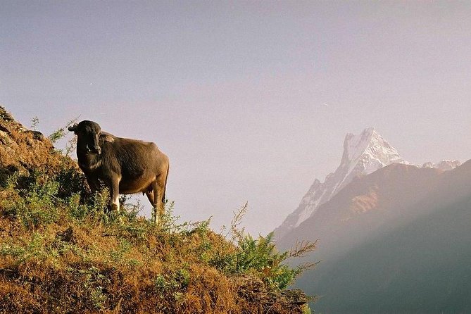 7 Days Annapurna MBC Trek - Physical Fitness Level