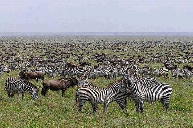 7 Days Best of Tanzania Lodge Safari - Accommodation Details