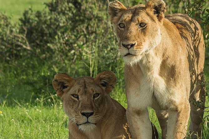 7 Days Best of Wildlife Guided Safari in Kenya - Wildlife Encounters
