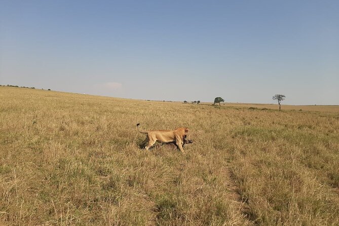 7 Days Best of Wildlife Guided Safari in Kenya - Wildlife Encounters Schedule