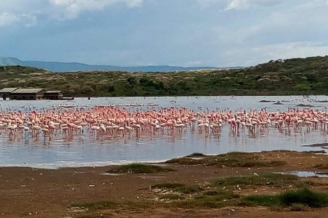 7 Days Best of Wildlife Guided Safari in Kenya - Safari Van Experience