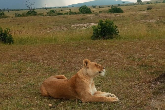 7 Days Best of Wildlife Guided Safari in Kenya - Safety and Insurance Coverage