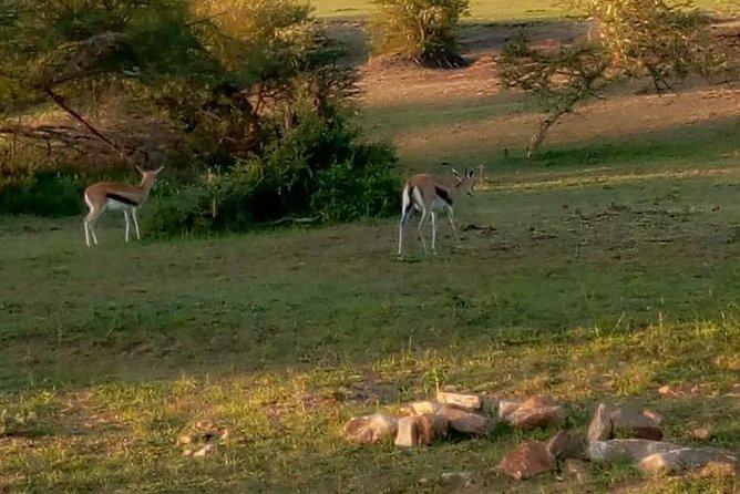 7 Days Best of Wildlife Guided Safari in Kenya - Operators Cancellation Policy
