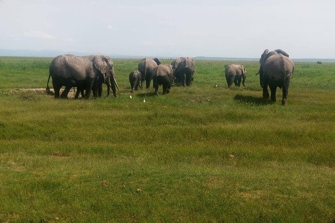 7 Days Best of Wildlife Guided Safari in Kenya - Booking and Pricing Information