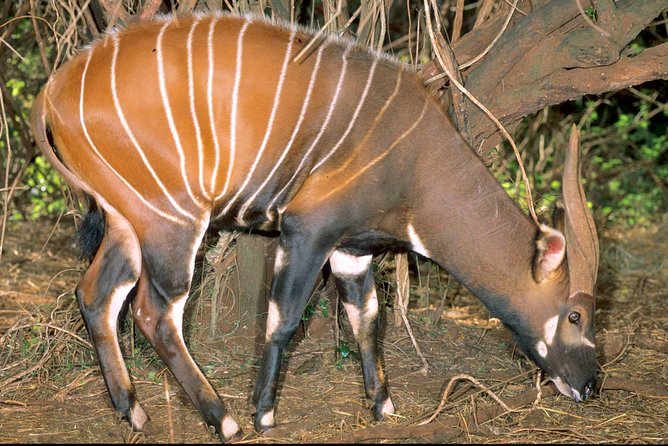 7 Days Breathtaking Kenya Wildlife Private Safari - Professional Guided Tours