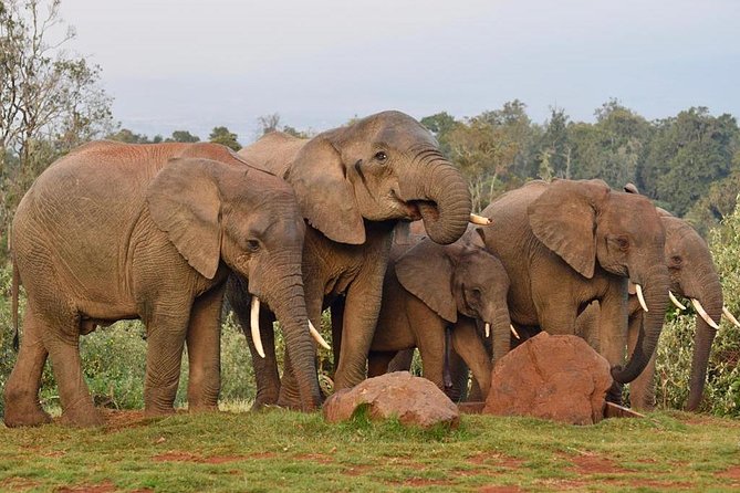 7 Days Breathtaking Kenya Wildlife Private Safari - Frequently Asked Questions
