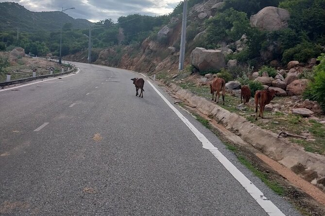 7 Days Cycling Tour in Saigon - Hoi An - Day 2: Dalat-Nha Trang Bike Ride