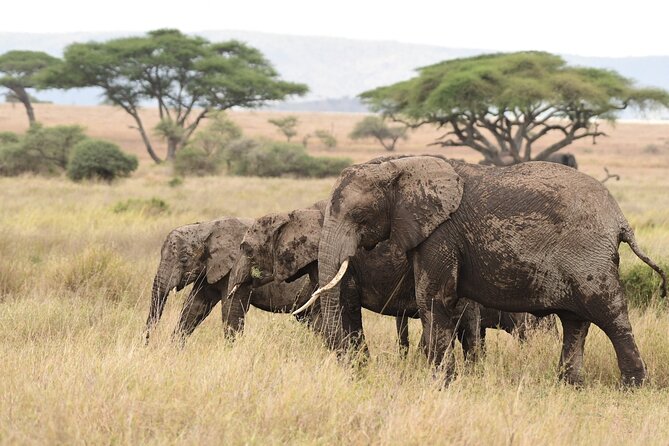 7 Days Elephant Safari Experience in Arusha - Accommodation Details