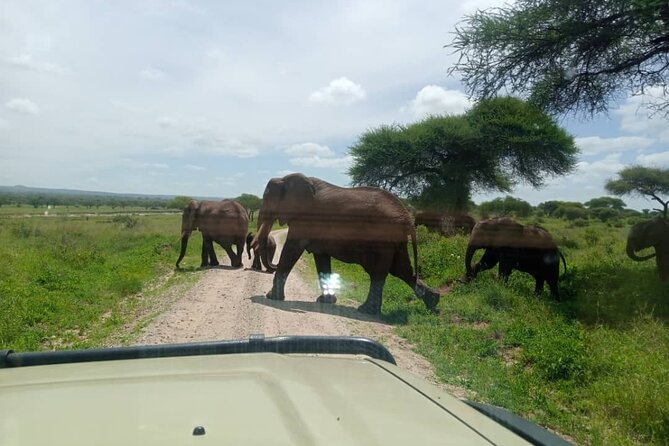 7 Days Endless Plains Safari - Luxury - Experienced Guide and Driver