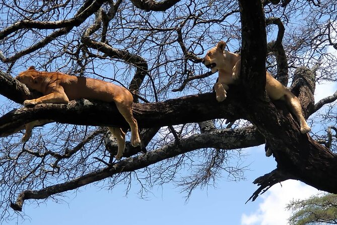 7 Days Endless Plains Safari - Luxury - Safari Vehicle With Open Roof