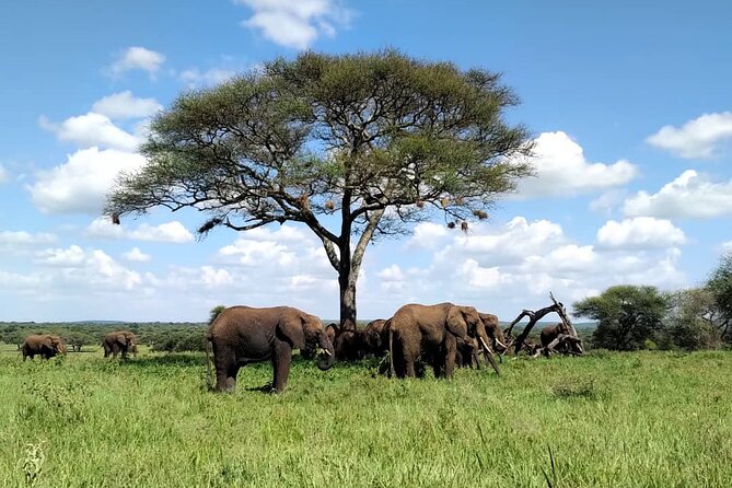 7 Days Endless Plains Safari - Luxury - Booking Information and Pricing