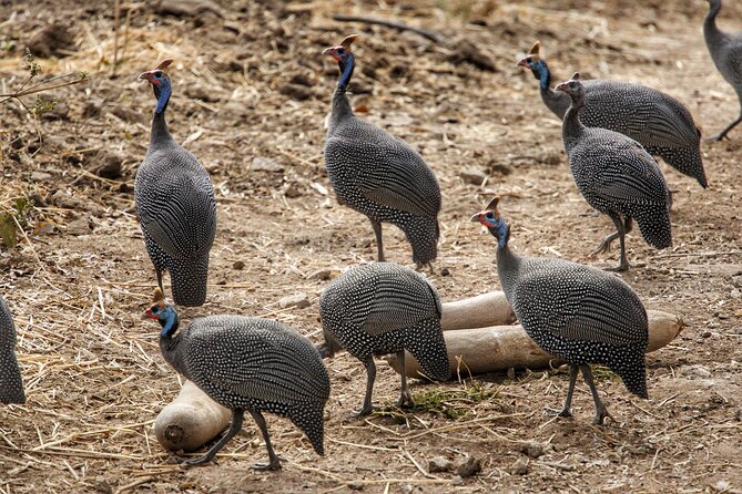 7 Days Endless Plains Safari - Luxury - Important Travel Tips and Reminders
