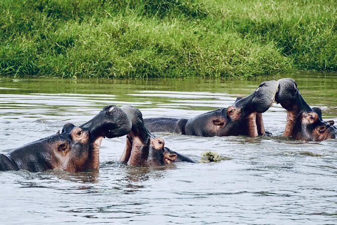 7 Days Exciting Tanzania Safari Wildebeest Migration - Accommodation Details