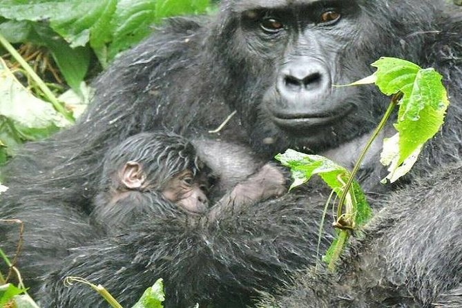 7 Days Exclusive Gorilla Experience in Uganda - Accommodation Details