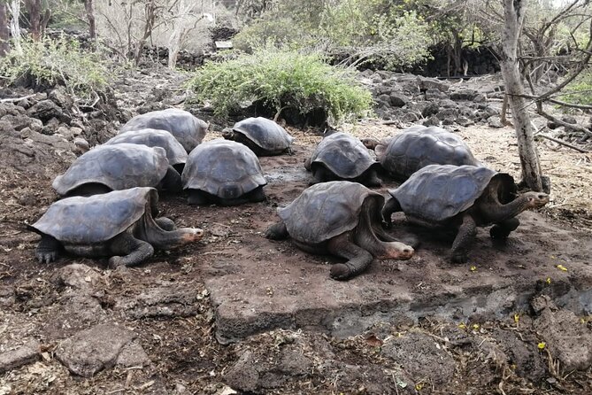7 Days Galapagos Santa Cruz and Isabela Islands Plus Quito Tour - Transportation Details