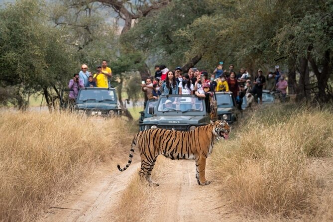 7 Days Golden Triangle Tour & Ranthambore Tiger Safari - Accommodation Details