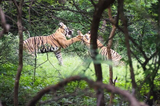 7 Days Golden Triangle Tour with Ranthambore Delhi Agra & Jaipur - Good To Know