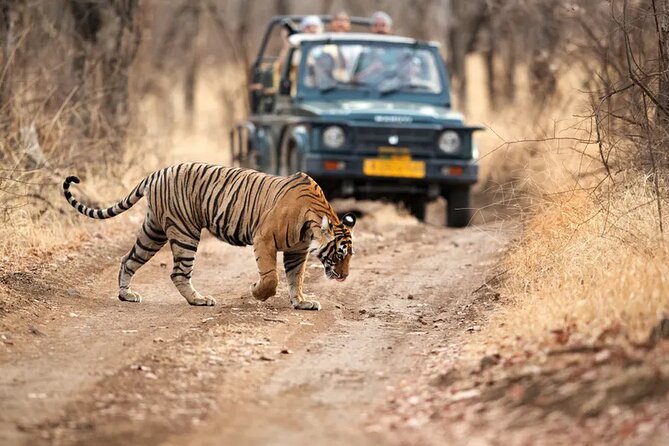 7 Days Golden Triangle Tour With Ranthambore & Varanasi Tour - Sightseeing Experiences