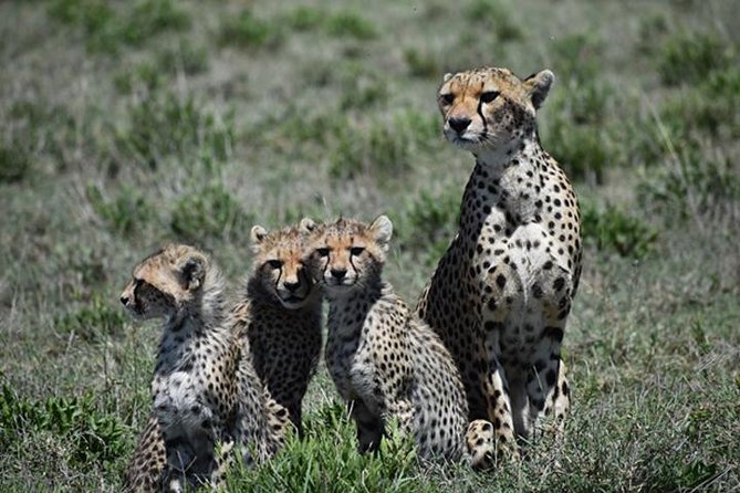 7 Days: Great Migration Mara River Crossing(manyara, Ngorongoro And Serengeti) - Pickup Information