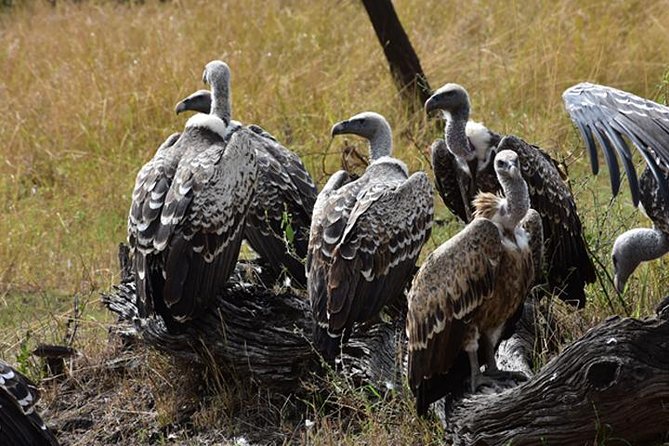 7 Days: Great Migration Mara River Crossing(manyara, Ngorongoro And Serengeti) - Pricing and Availability