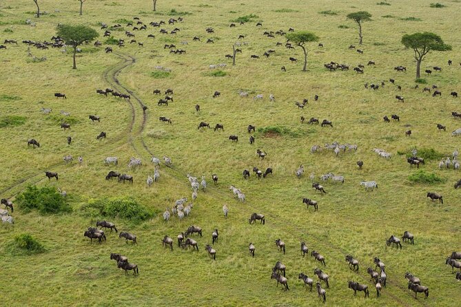 7 Days Group Camping Tarangire/Serengeti/Ngorongoro Crater and Lake Manyara - Day 3: Ngorongoro Crater